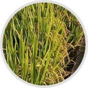 生態(tài)種植